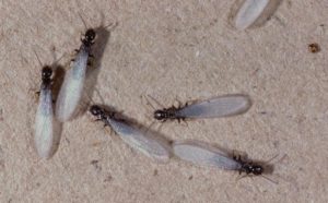 termite-control-exterminator-bronx-nyc